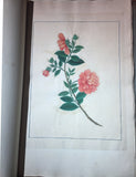 CHINESE SCHOOL (18TH-CENTURY), A Fine Album of Botanical Watercolors 18th-century