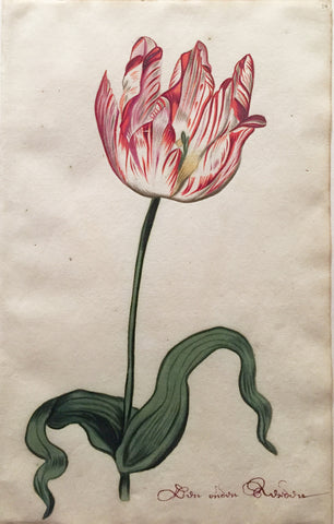 School of Anthony Claesz II (Dutch, 1607-1649), Tulip Study, Don ondon Rusidon