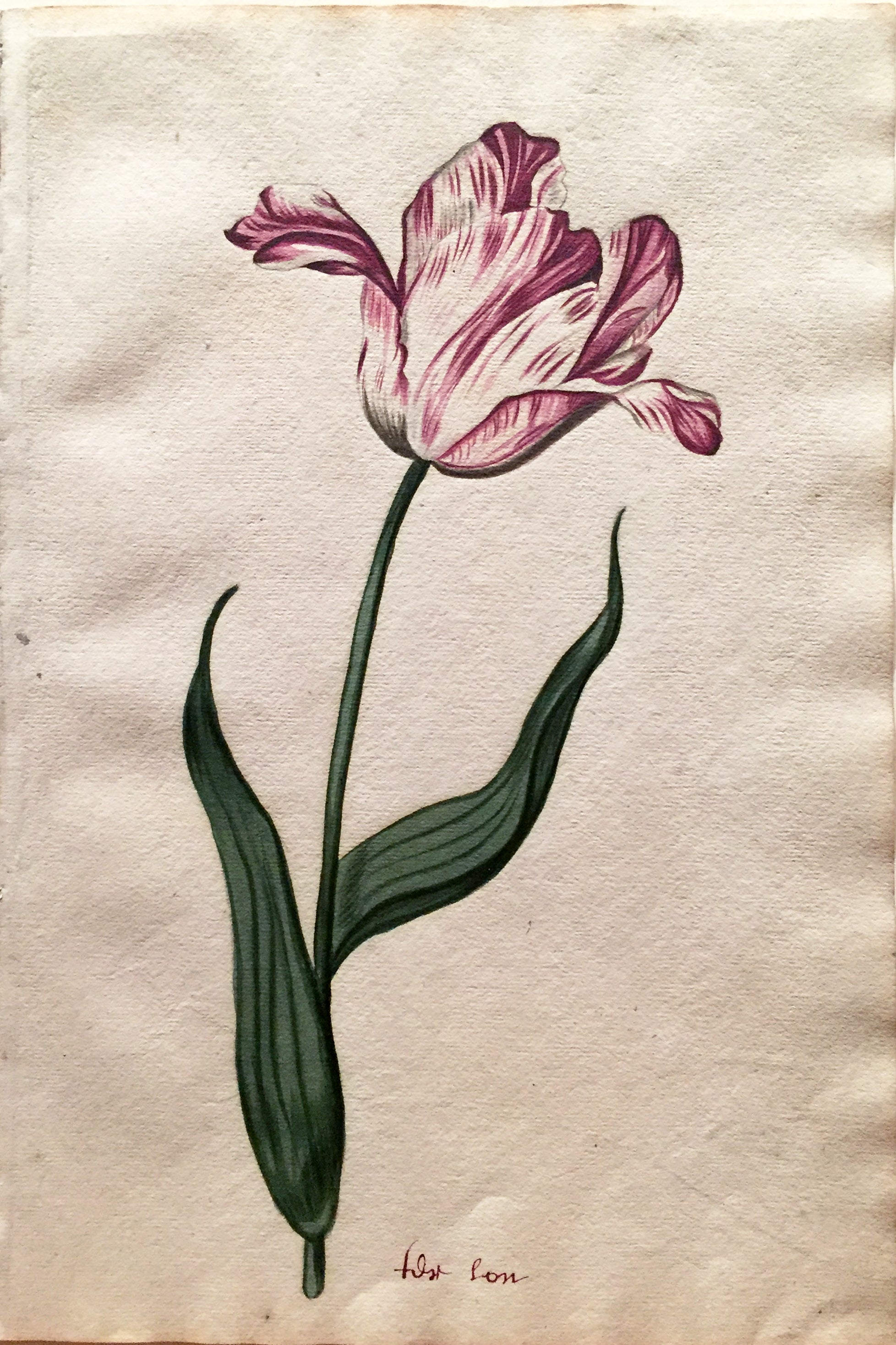claesz_TulipStudyfostson.jpg?v