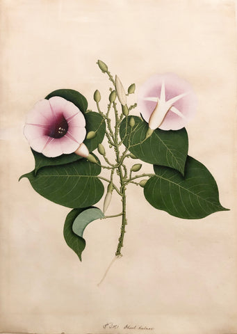 Company School, Dhool Kulmee [Clove Bean Calonyction Muricatum Ipomoea Muricata Purple Moonflower]