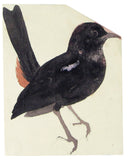 Samuel Daniell (British, 1775-1811), Album of field-sketches of Indian and Sri Lankan birds