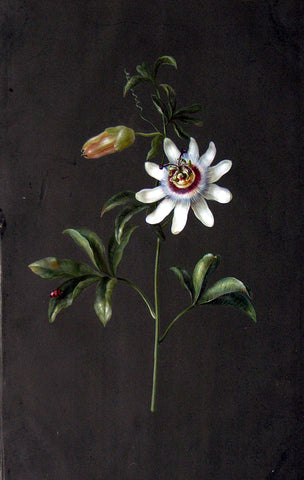 Barbara Regina Dietzsch (German, 1706-1783), Passion Flower