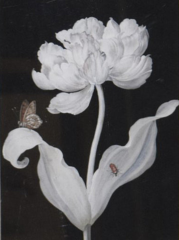 Barbara Regina Dietzsch (German, 1706-1783), Peony with Bug and Butterfly