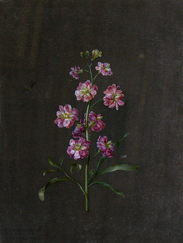 Barbara Regina Dietzsch (German, 1706-1783), Untitled [Pink Flowers]