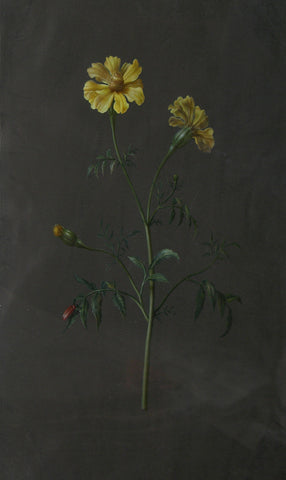 Barbara Regina Dietzsch (German, 1706-1783), Untitled [Yellow Flowers]