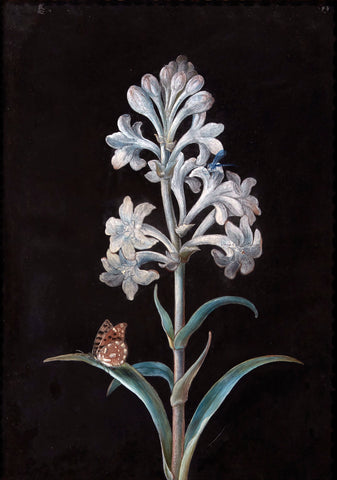 Barbara Regina Dietzsch (German, 1706-1783), White Hyacinth with Butterfly and Caterpillar