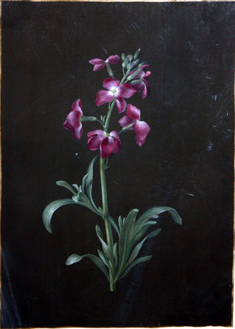 Barbara Regina Dietzsch (German, 1706-1783), Bouquet [Pink Flowers]