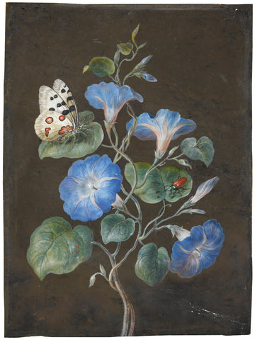 Barbara Regina Dietzsch (German, 1706-1783), Convulvulus Flowers with Butterfly