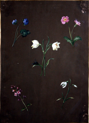 Barbara Regina Dietzsch (German, 1706-1783), [Five Floral Specimens]