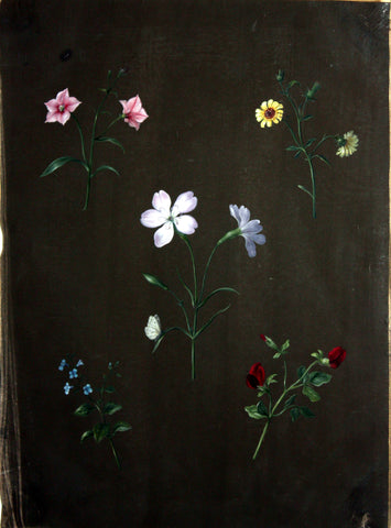 Barbara Regina Dietzsch (German, 1706-1783), [Five Wildflower Specimens]
