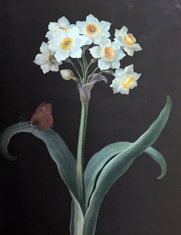 Barbara Regina Dietzsch (German, 1706-1783), Narcissus Study