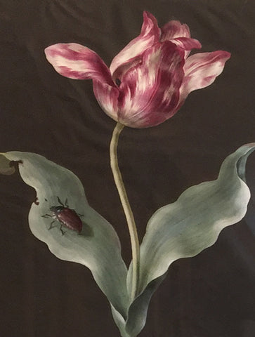 Barbara Regina Dietzsch (German, 1706-1783), Tulip Study