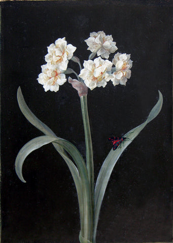 Barbara Regina Dietzsch (German, 1706-1783), White Narcissus