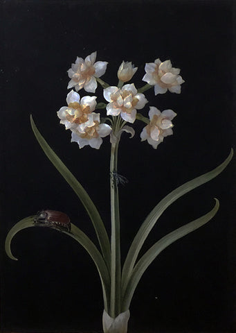 Barbara Regina Dietzsch (German, 1706-1783), White Narcissus with Beetle and Fly