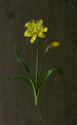 Barbara Regina Dietzsch (German, 1706-1783), Yellow Narcissus