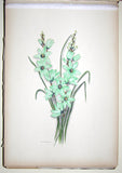 Ethel May Dixie (1876-1973), A Botanical album of South African Flowers.