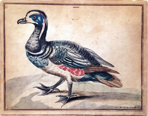A.J.W.H. de Dopff (Dutch. fl. 18th-century), A Harlequin Duck