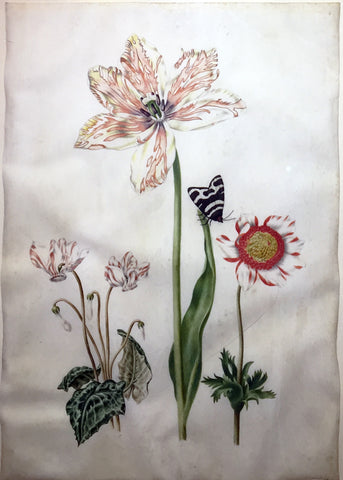 DUTCH SCHOOL, POSSIBLY MARIA SIBYLLA MERIAN (GERMAN, 1647-1717), Study of a tulip, cyclamen and anemone