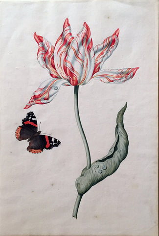 Dutch School (17TH CENTURY), Tulip with Red Admiral Butterfly