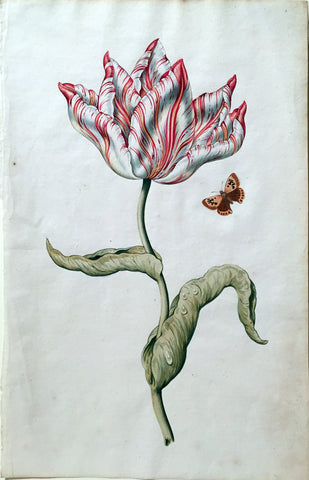 Dutch School (17TH CENTURY), Tulip with a Meadow Brown Butterfly