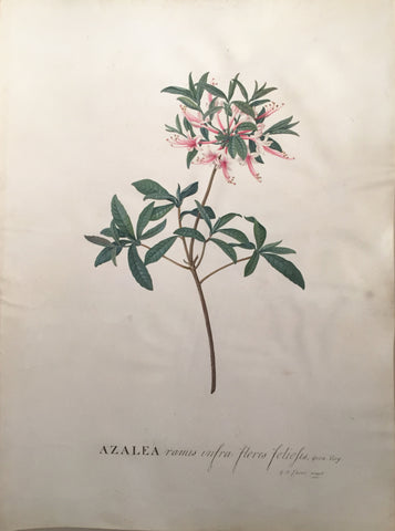 Georg Dionysius Ehret (German, 1708-1770), Azalea ramis infra flores foliosis Gron Virg.