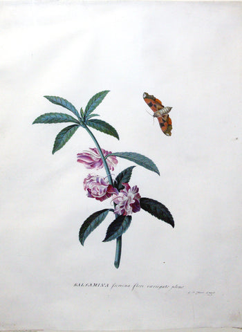 Georg Dionysius Ehret (German, 1708-1770), Balsamina formenia flore variegate pleno (Garden Balsam or Rose Balsam)