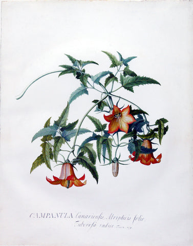 Georg Dionysius Ehret (German, 1708-1770), Campanula cariensis Atriplicus folio Tuberosi radice Tourn 109 (Bellflower)