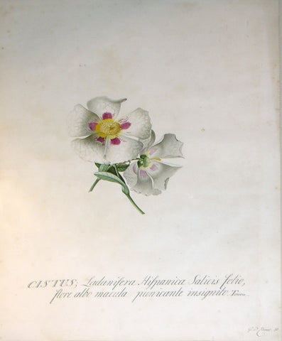 Georg Dionysius Ehret (German, 1708-1770), Cistus Ladanifera Hispanica Salicis Folio Flore Albo Macula Punicante Insignito Tourn