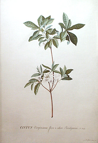 Georg Dionysius Ehret (German, 1708-1770), Cistus Virginiana, flore & odore Periclymeni. D. Banist.