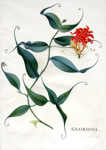 Georg Dionysius Ehret (German, 1708-1770), Gloriosa Linn.