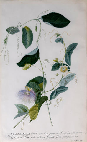 Georg Dionysius Ehret (German, 1708-1770), Granadilla folio lunato flore parvo, alto fructu succuleneo ovato...
