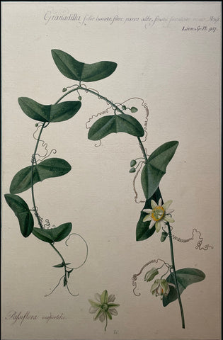 Georg Dionysius Ehret (British, 1708-1770), Granadilla folio lunato flore parvo albo fructu succulente ovate Houst Linn. Sp: Pl: 957Passiflore vespertilio 26