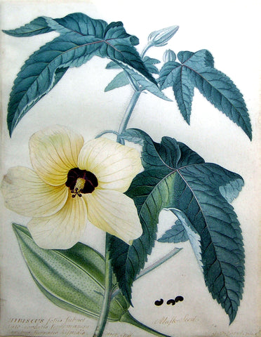 Georg Dionysius Ehret (German, 1708-1770), Hibiscus folus subpel lata cordatis ... Hort Cliff [Musk Seed]