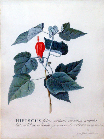Georg Dionysius Ehret (German, 1708-1770), Hibiscus folus cordatis oronatis angulis lateralibus extimis parvis caule arboreo Linn. Supl Nat.