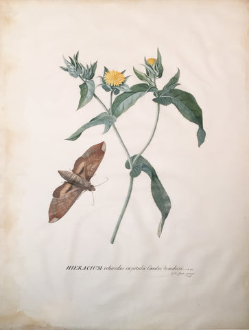 Georg Dionysius Ehret (German, 1708-1770), Hieracium echioides capitulis Cardui benedicti...