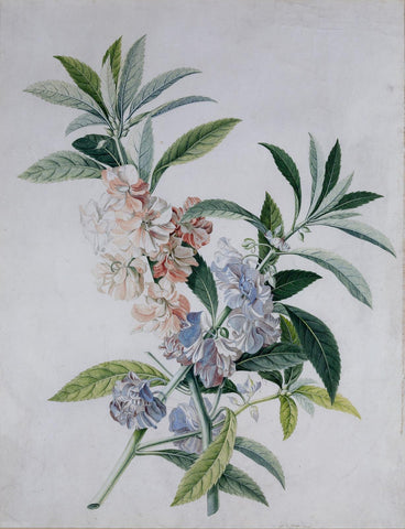 Georg Dionysius Ehret (German, 1708-1770), Impatiens Balsamina [Rose Balsam]
