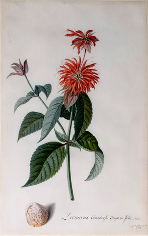 Georg Dionysius Ehret (German, 1708-1770), Leonurus Canadensis Origani folio Tourn. [Oswego Tea or Bee Balm]