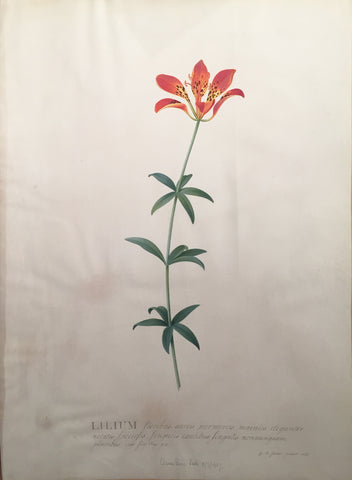 Georg Dionysius Ehret (German, 1708-1770), Lilium floribus aureis purpurcis maculis diganter notatis speciosis singulis caulibis singulis nonnuquam