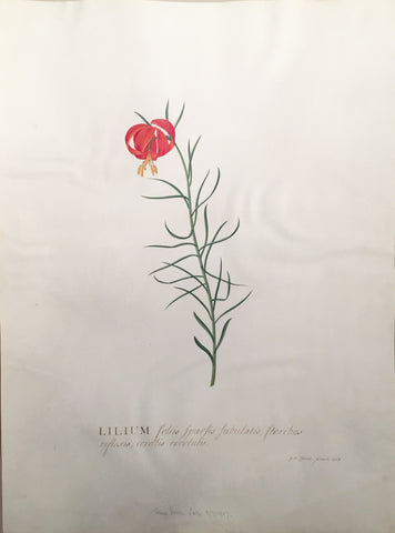 Georg Dionysius Ehret (German, 1708-1770), Lilium foliis sparsis subulatis floribus reflexis corollis revolutis