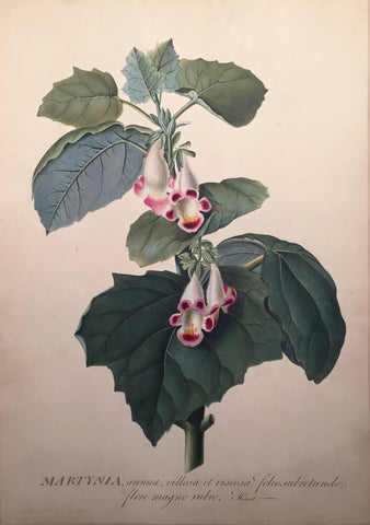 Georg Dionysius Ehret (German, 1708-1770), Martynia annua villosa et viscosa folio subrotundo flore magno rubro Houst.