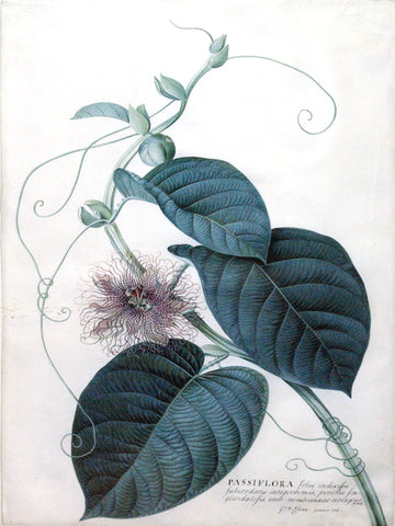 Georg Dionysius Ehret (German, 1708-1770), Passiflora folis indivisio subcordatus intergerrimis petitolis fex glandulosis caule membranacae tetragero Linn (Passionflower)