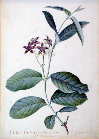 Georg Dionysius Ehret (German, 1708-1770), Periploca floribus interne hirsutis Linn.- Virginia Silk