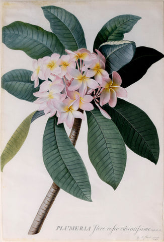 Georg Dionysius Ehret (German, 1708-1770), Plumeria flore roseo odoratissimo. Inft. R.H. [The Red Plumeria or Red-Jasmine Tree]