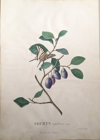 Georg Dionysius Ehret (German, 1708-1770), Prunus mytillina Park (Plum Tree)