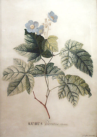 Georg Dionysius Ehret (German, 1708-1770), Rubus odoratus, Cornut (Purple-flowering Raspberry, Flowering Raspberry, or Virginia raspberry)