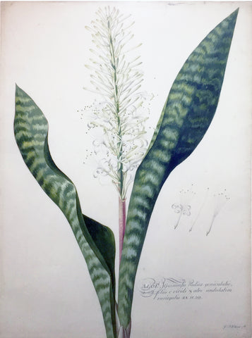 Georg Dionysius Ehret (German, 1708-1770), Aloe Guinensis radice geniculata folis e viridi & alri undulatum variegalis