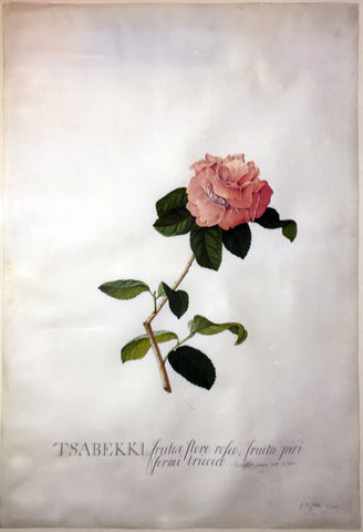 Georg Dionysius Ehret (German, 1708-1770), Tsabekki fructae flore rosio fructu piri formio tricico (Rosa Tsabekki)