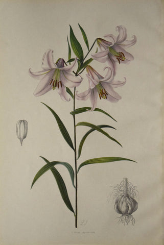 John Henry Elwes (1846-1922), Lilium Japonicum