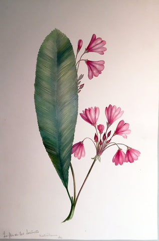 Charles Empson (British, 1794-1861), La flor de los Senordos
