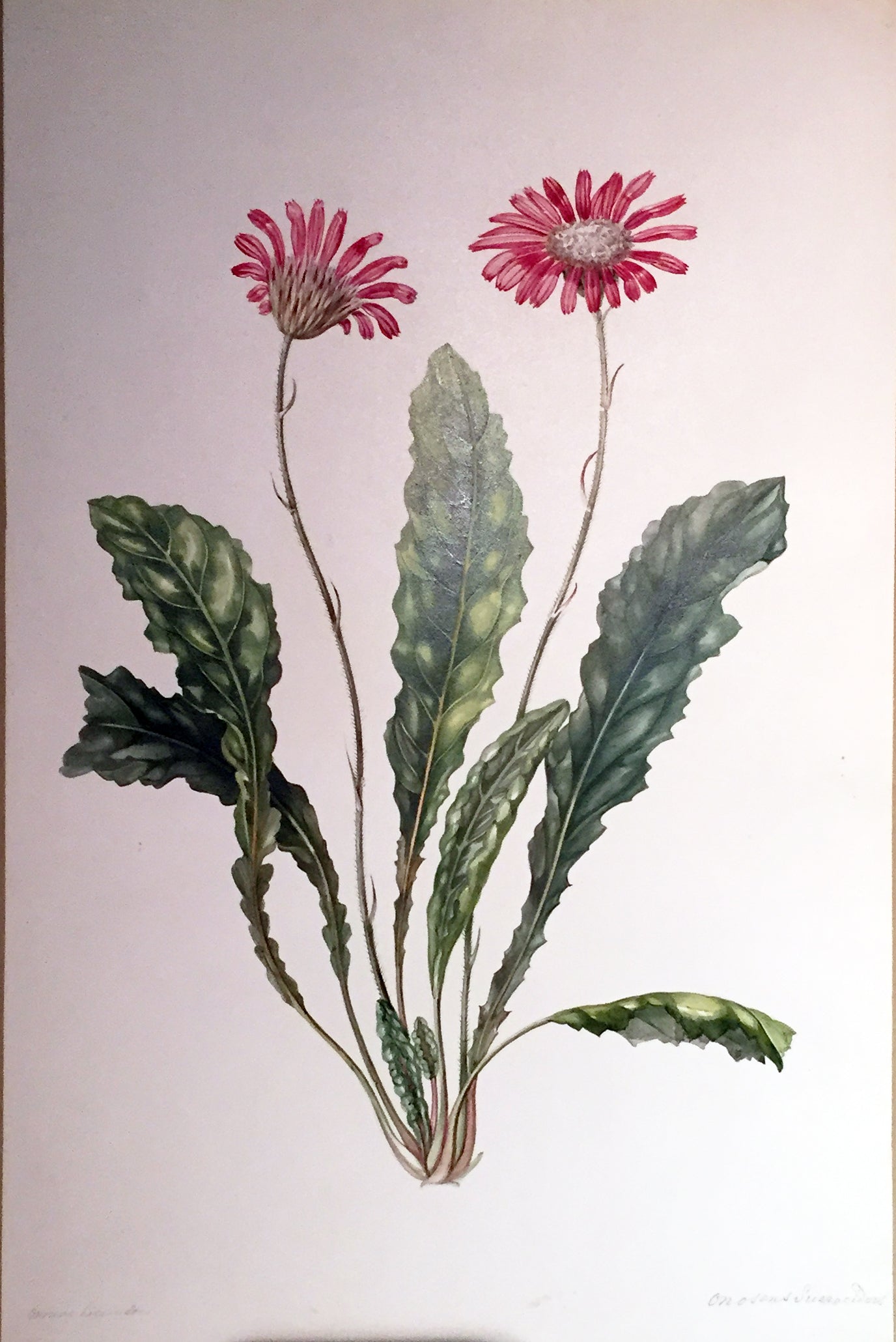 Flowers – tagged 
